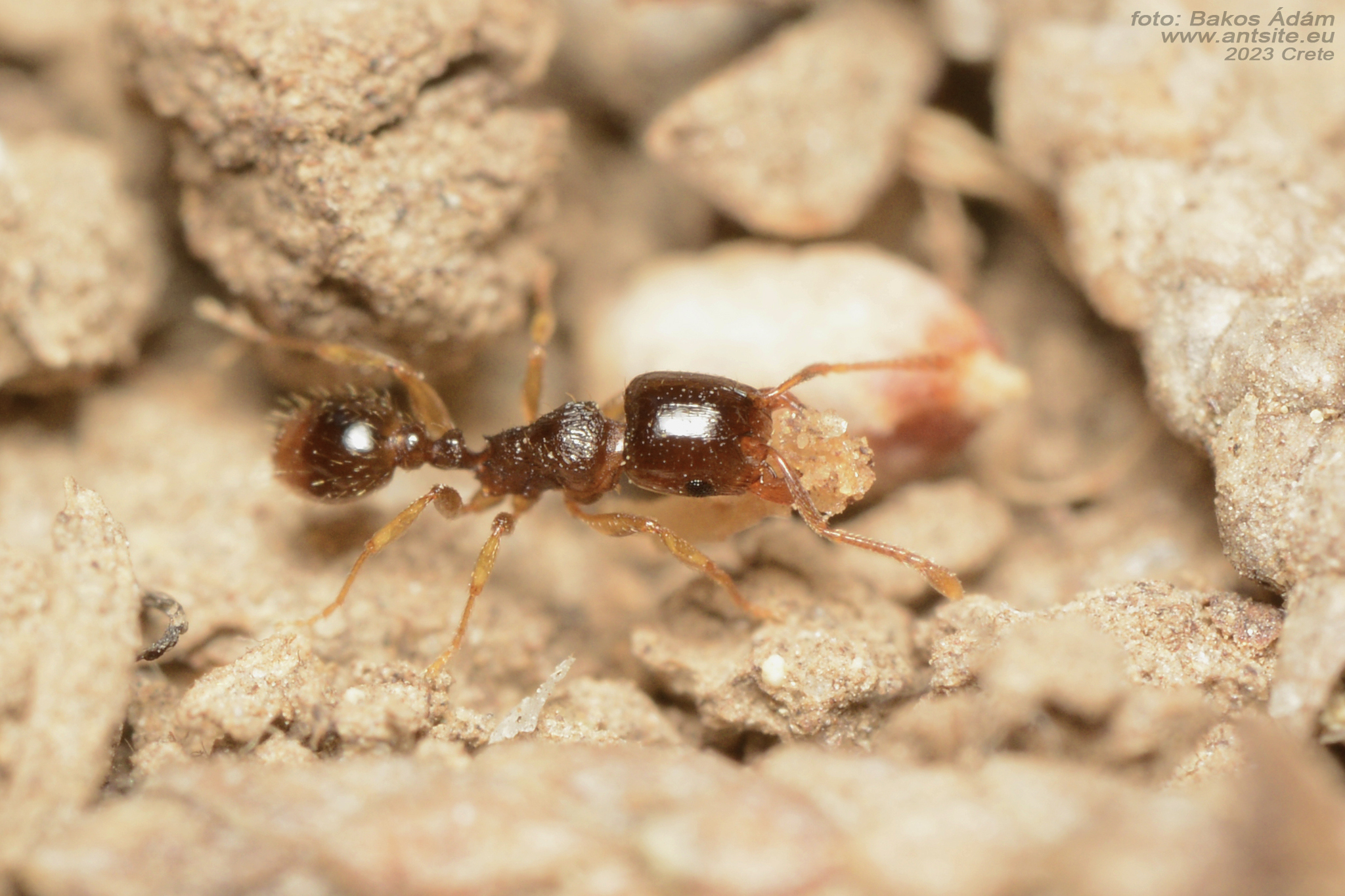 Tetramorium diomedeum