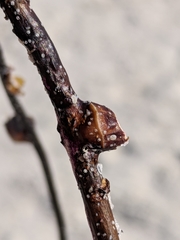 Conopea galeata