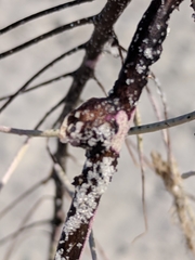 Conopea galeata