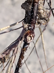 Conopea galeata
