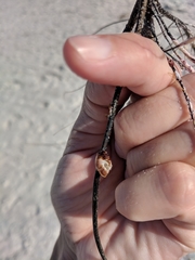 Conopea galeata
