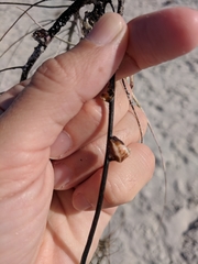 Conopea galeata