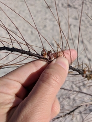Conopea galeata