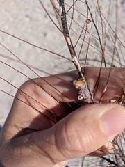 Conopea galeata