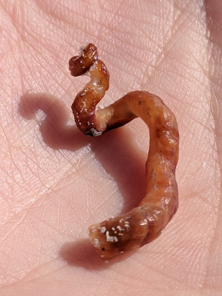Florida Wormsnail