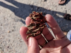 Clathria foliacea