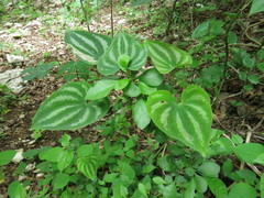 Dioscorea cyanisticta