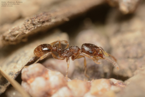 Tetramorium diomedeumTetramorium diomedeum