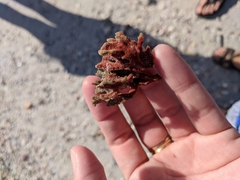 Clathria foliacea