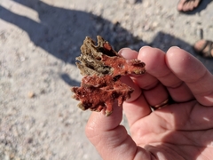 Clathria foliacea