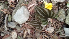 Dioscorea cyanisticta