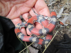 Cemophora coccinea copei