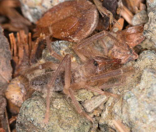 Genus Karschia · iNaturalist