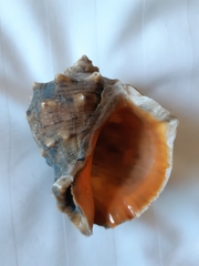 Rapana venosa