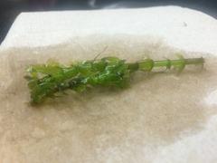 Hydrocharitaceae