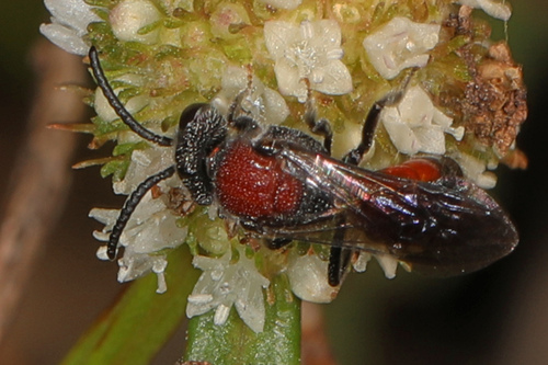 Cyclops Blood Bee