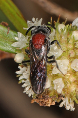 Sphecodes heraclei