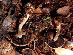 Psathyrella asperospora image