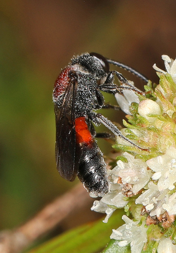 Sphecodes nuotrauka