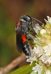 Sphecodes heraclei