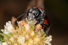 Sphecodes heraclei