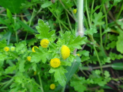 Grangea maderaspatana