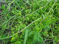 Grangea maderaspatana