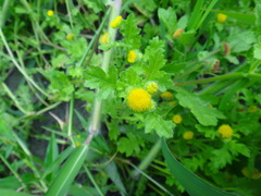 Grangea maderaspatana