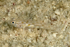 Fusigobius duospilus