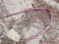 Cemophora coccinea copei