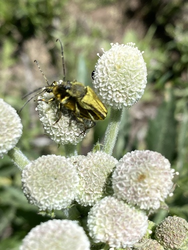 iNaturalist observation photo of Yellow Velvet Beetle