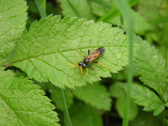 Tenthredo campestris