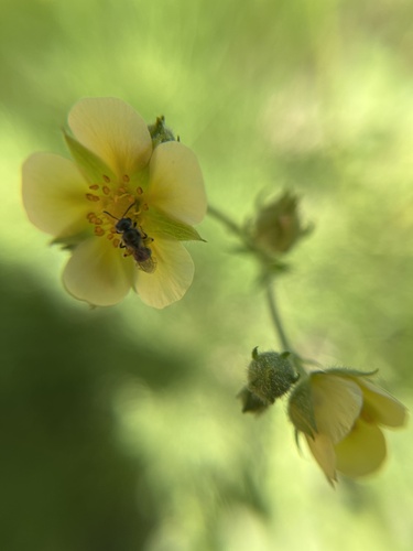 iNaturalist observation photo of Metallic Sweat Bees