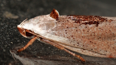 Tymbophora peltastis