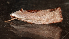 Tymbophora peltastis