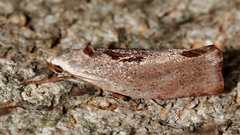 Tymbophora peltastis