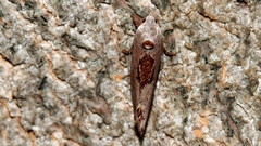 Tymbophora peltastis