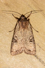 Ichneutica omoplaca