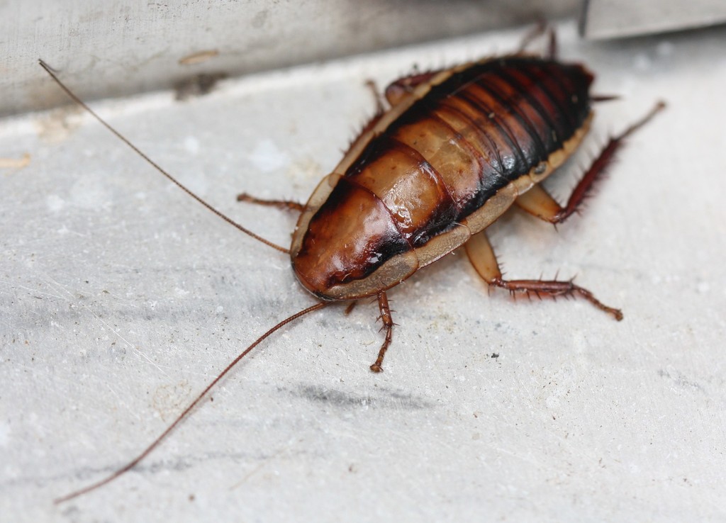 Golden Cockroach from Freemans Bay, Auckland 1011, New Zealand on ...