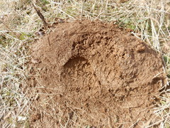 Solenopsis saevissima