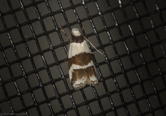 Eulechria triferella