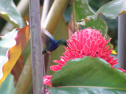 Thalurania furcata