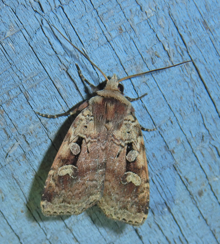 Smaller Pinkish Dart photo 2