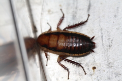Drymaplaneta heydeniana