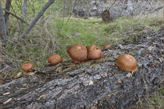 Gymnopilus thiersii image