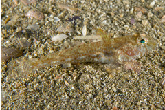 Nesogobius pulchellus
