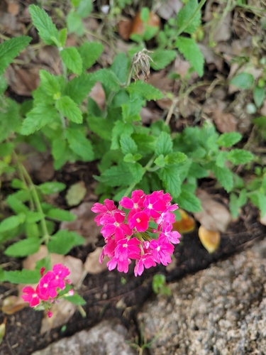 Foto de Verbena