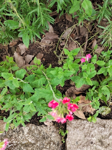 Foto de Verbena