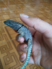 Sceloporus dugesii