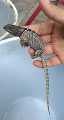 Sceloporus dugesii